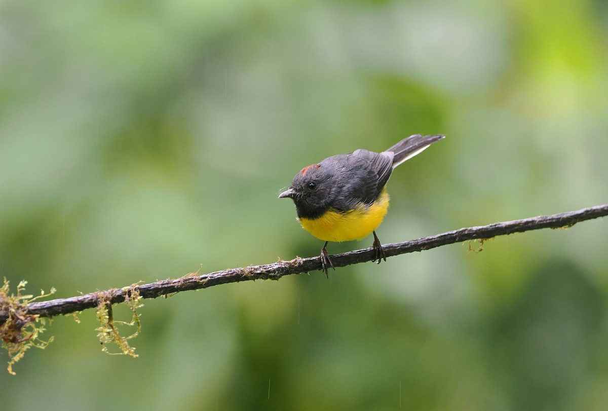 Slate-throated Redstart - ML643903369