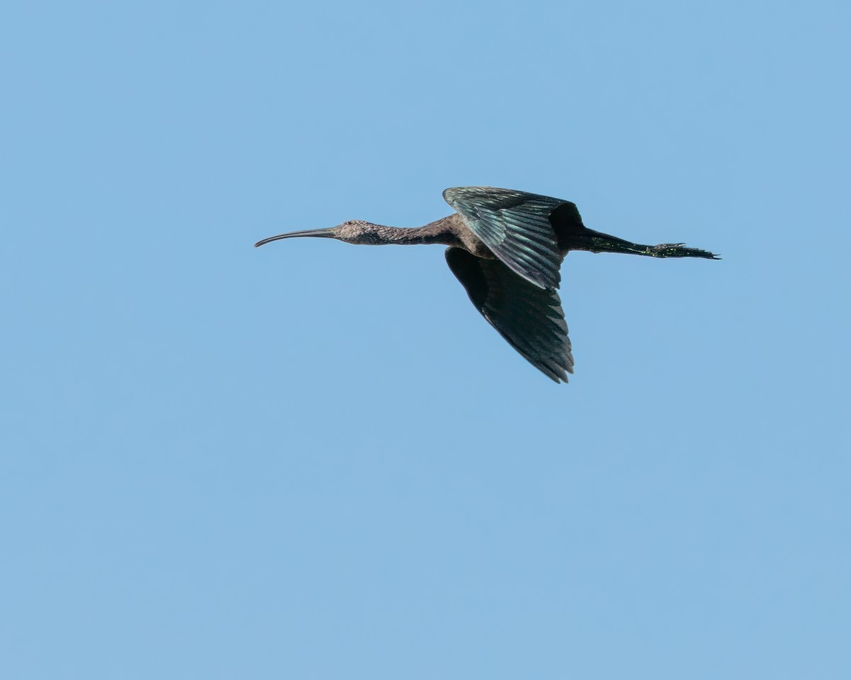 White-faced Ibis - ML643903374
