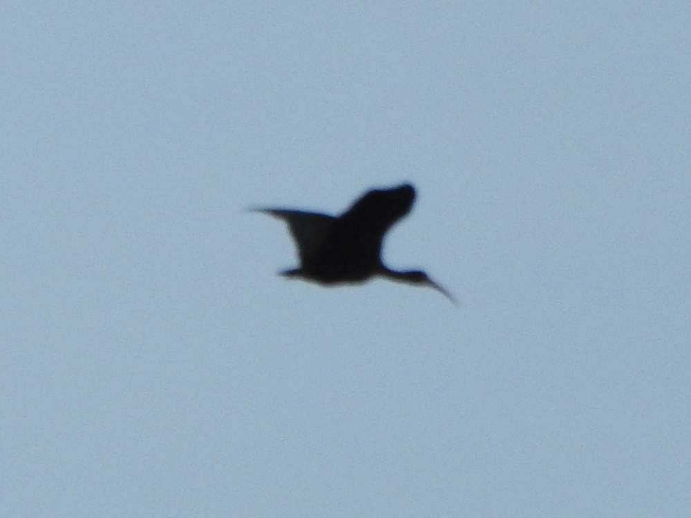 rødmaskeibis - ML643903375