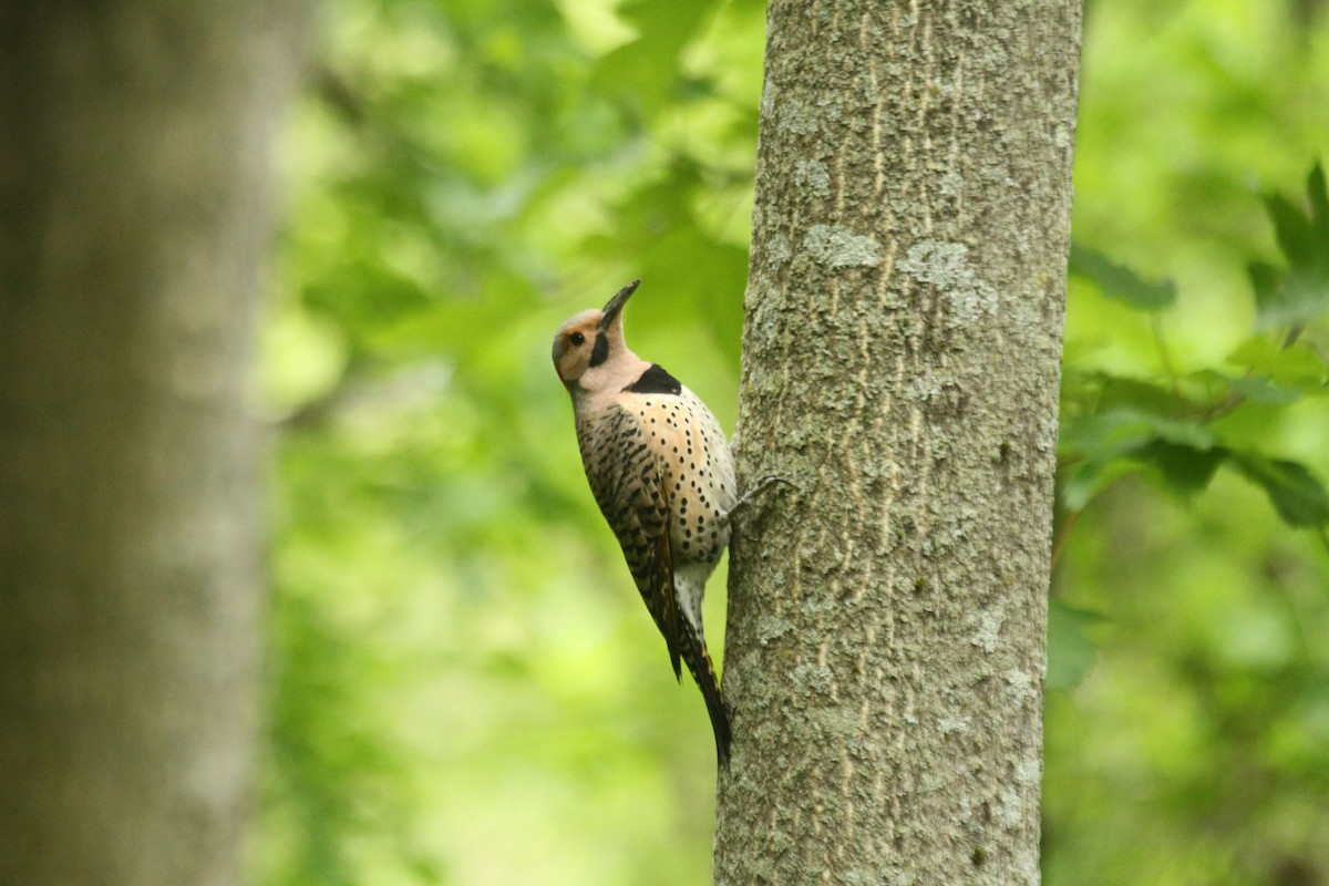 Northern Flicker (Yellow-shafted) - ML643903391