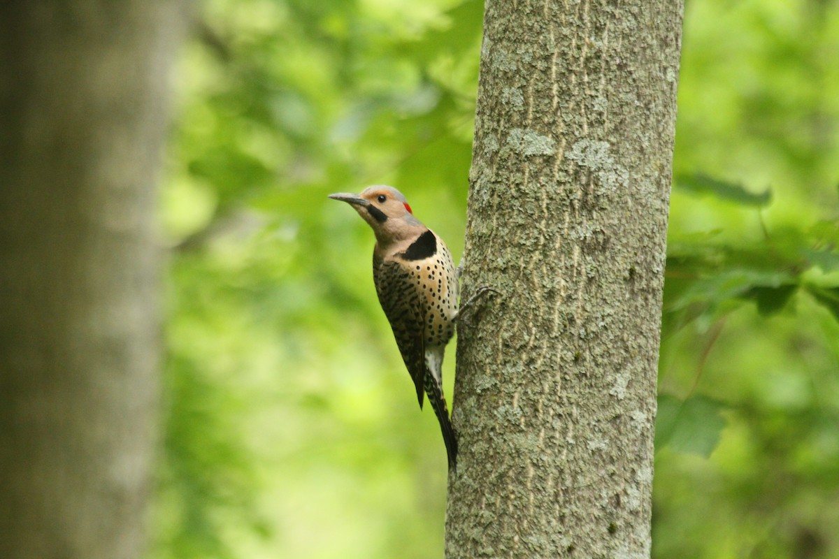 Northern Flicker (Yellow-shafted) - ML643903392