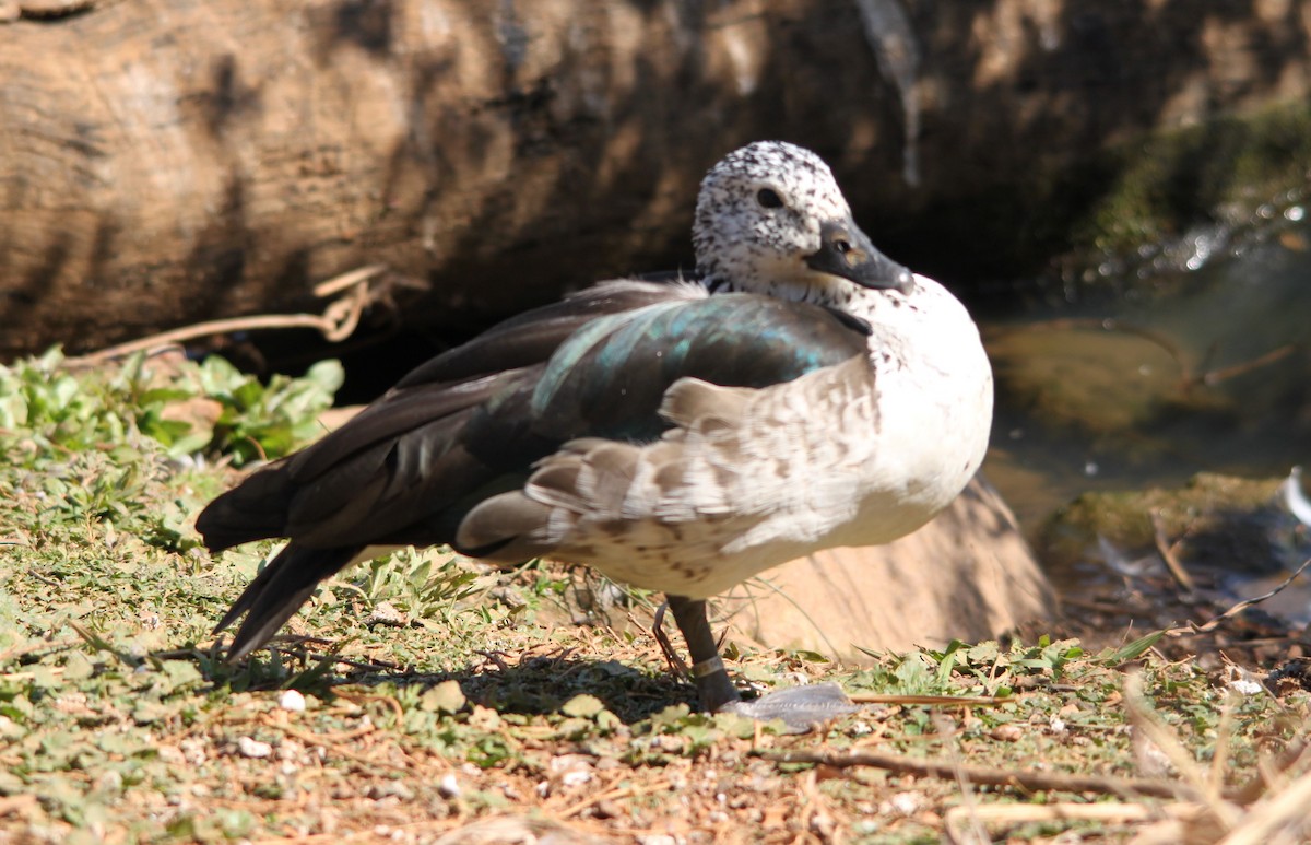 Knob-billed Duck - ML643903439