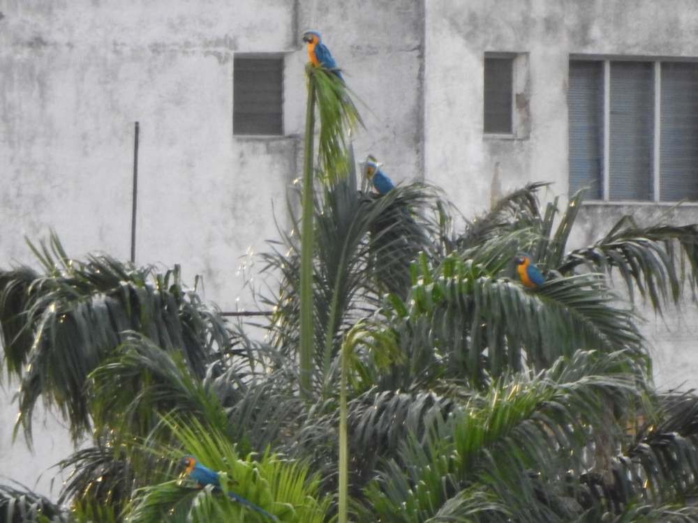 Blue-and-yellow Macaw - ML643903453