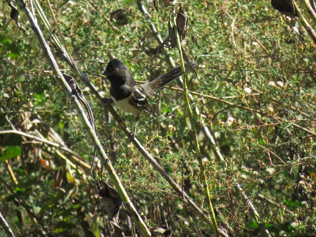 Spotted Towhee - ML643903455