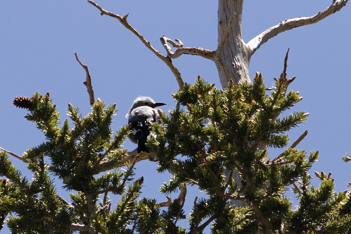 Clark's Nutcracker - ML643903462
