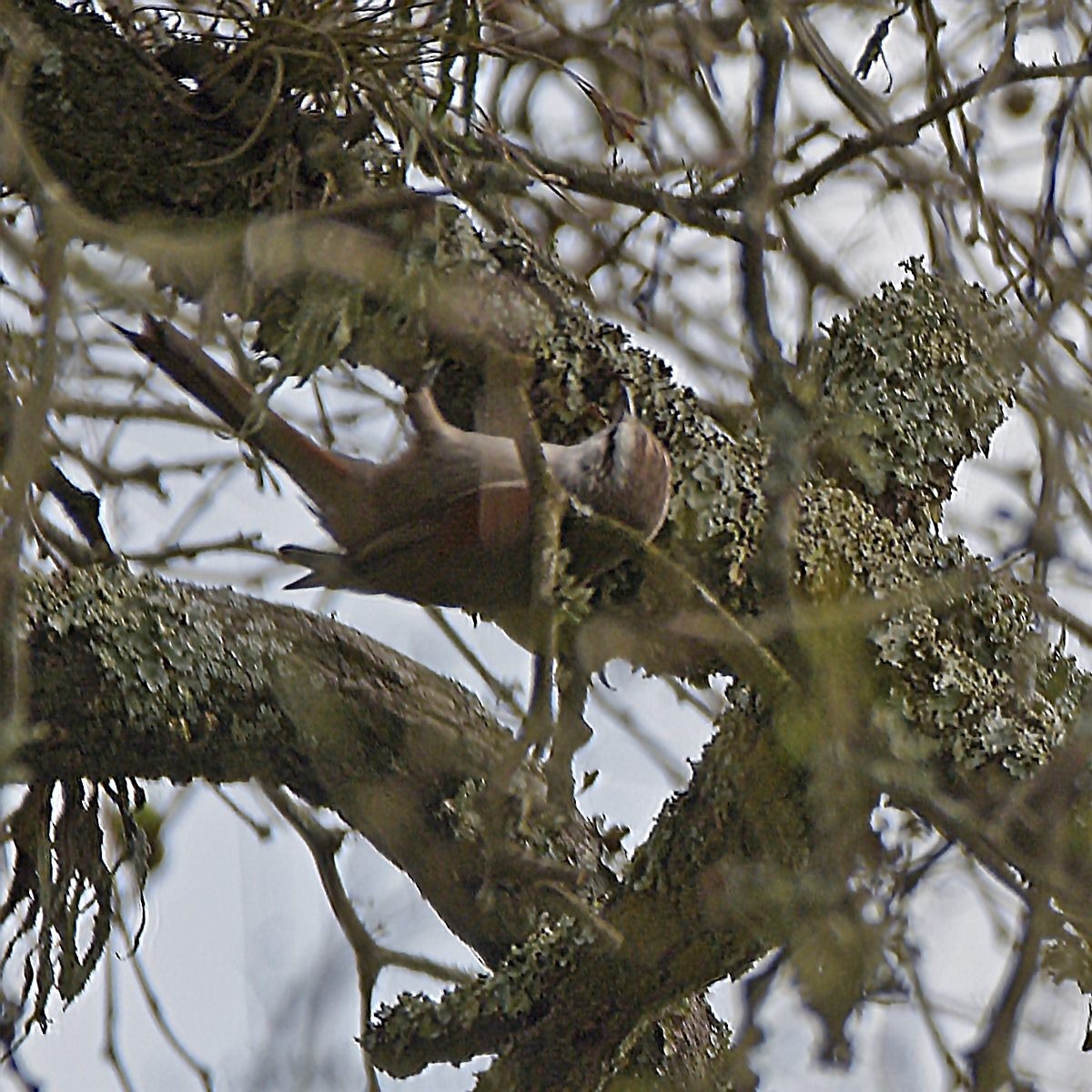 Stripe-crowned Spinetail - ML643903464