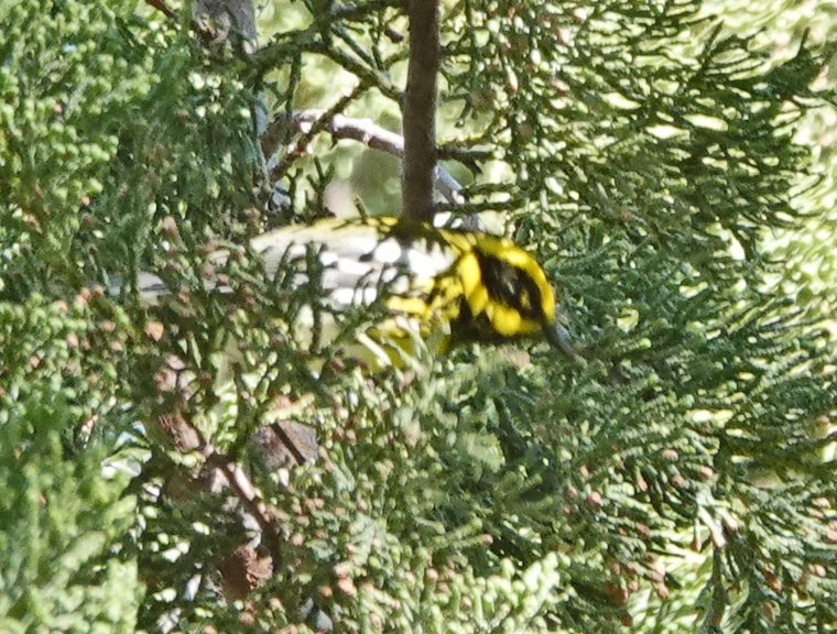 Reinita de Townsend - ML643903465