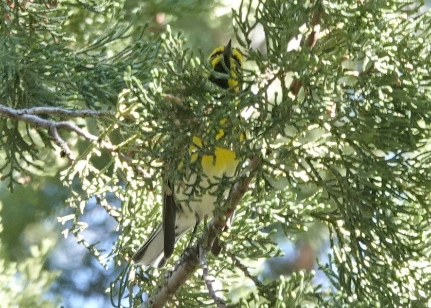 Reinita de Townsend - ML643903466