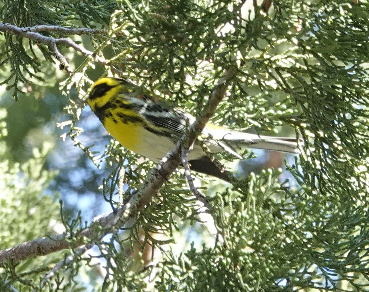 Reinita de Townsend - ML643903467