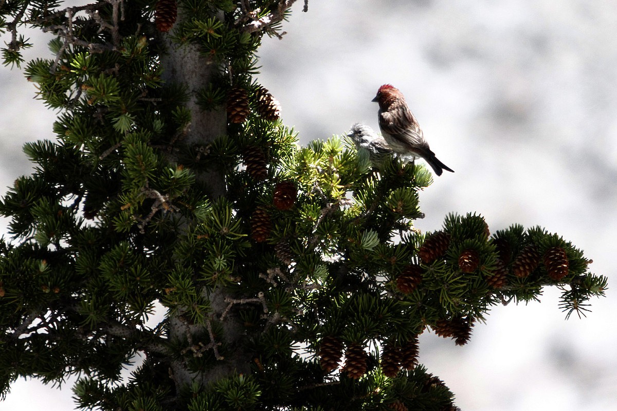 Cassin's Finch - ML643903477