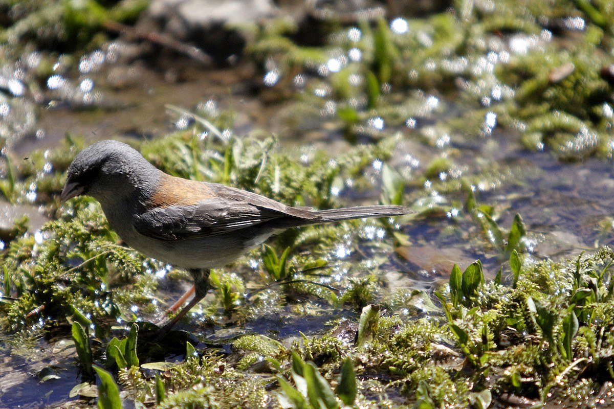 יונקו כהה-עין - ML643903484