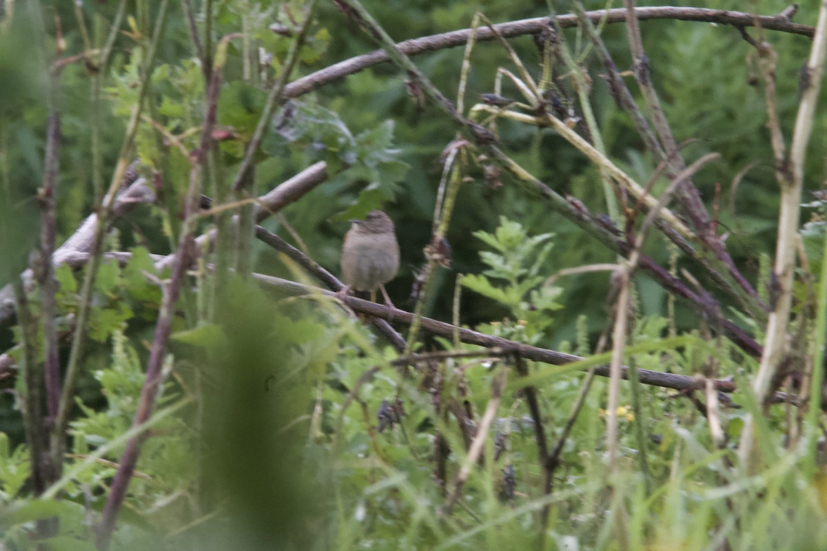 Botteri's Sparrow (Botteri's) - ML643903486