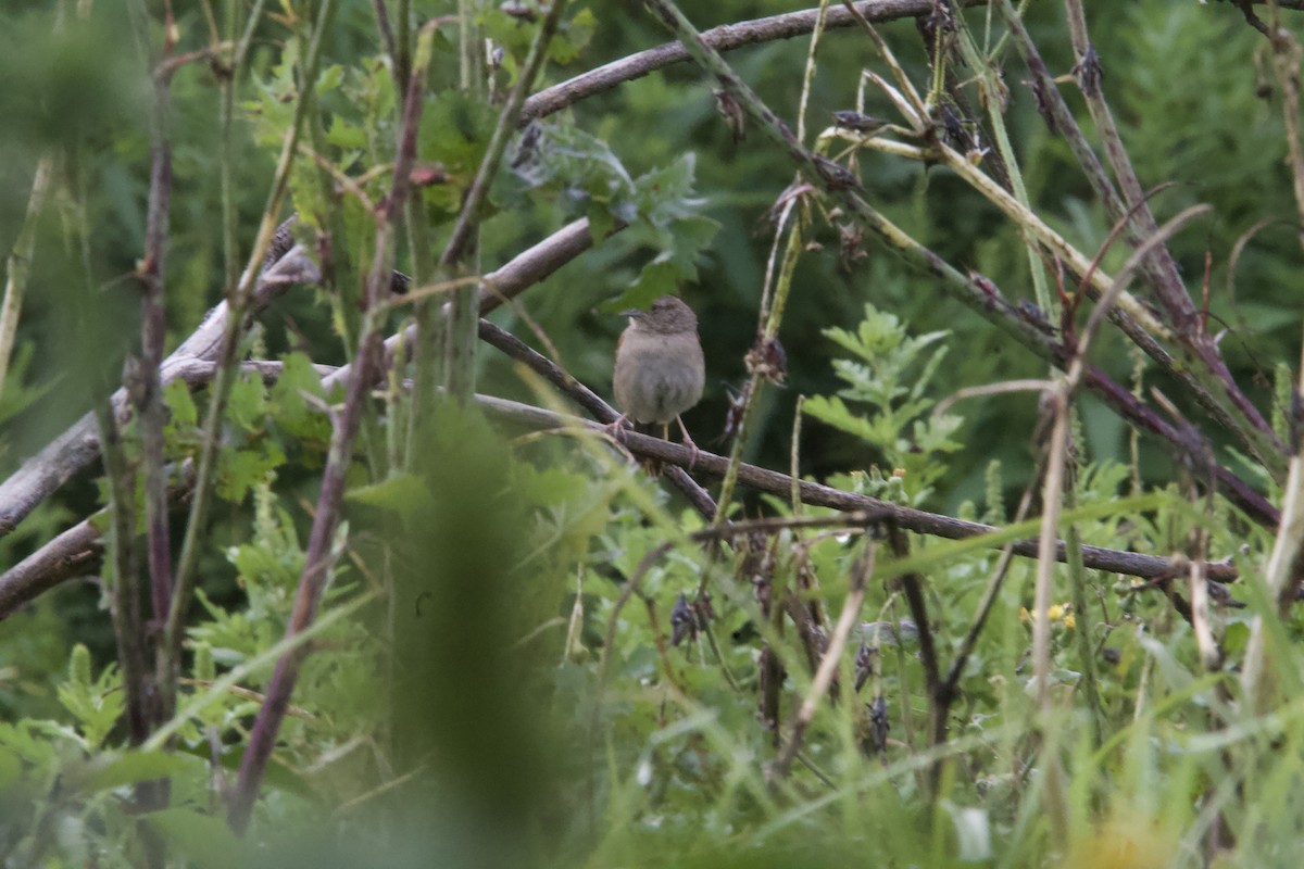 Botteri's Sparrow (Botteri's) - ML643903487