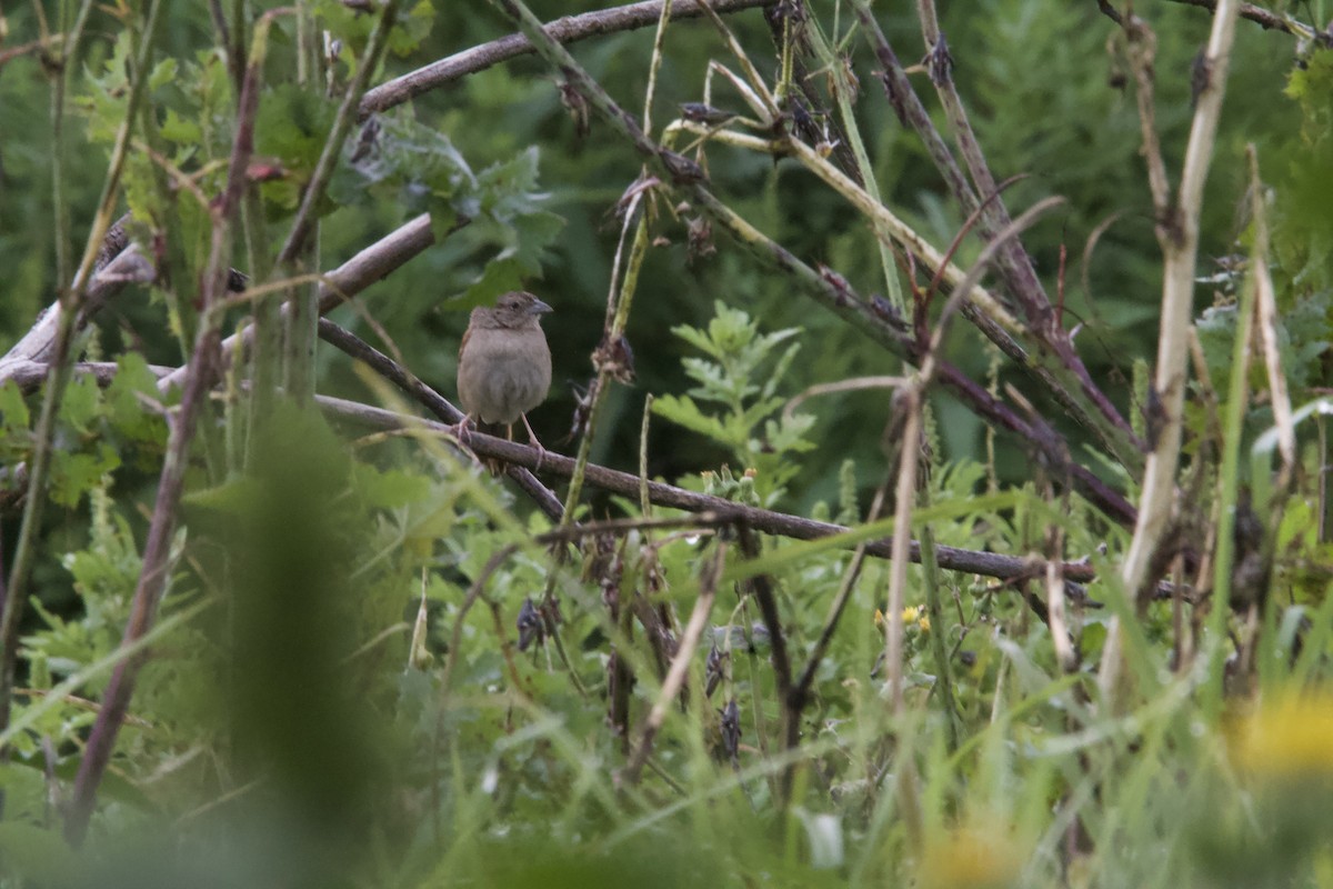 Botteri's Sparrow (Botteri's) - ML643903488