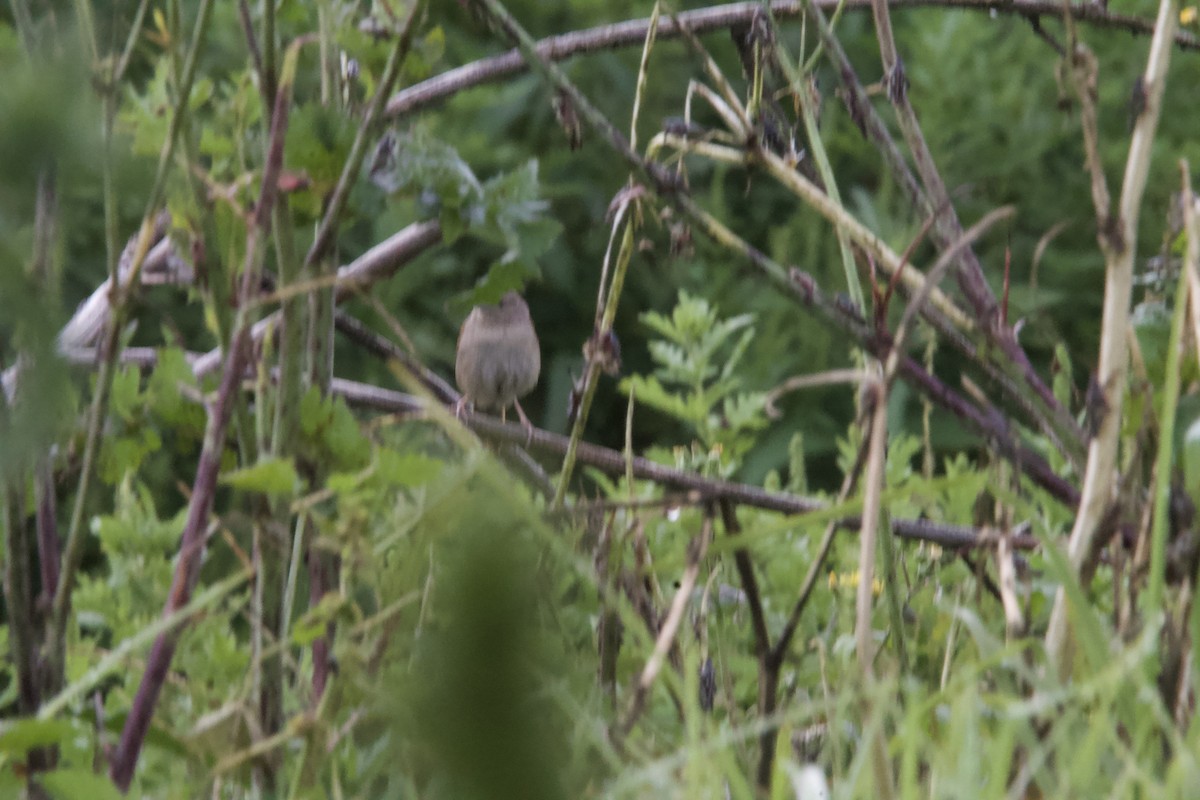 Botteri's Sparrow (Botteri's) - ML643903489