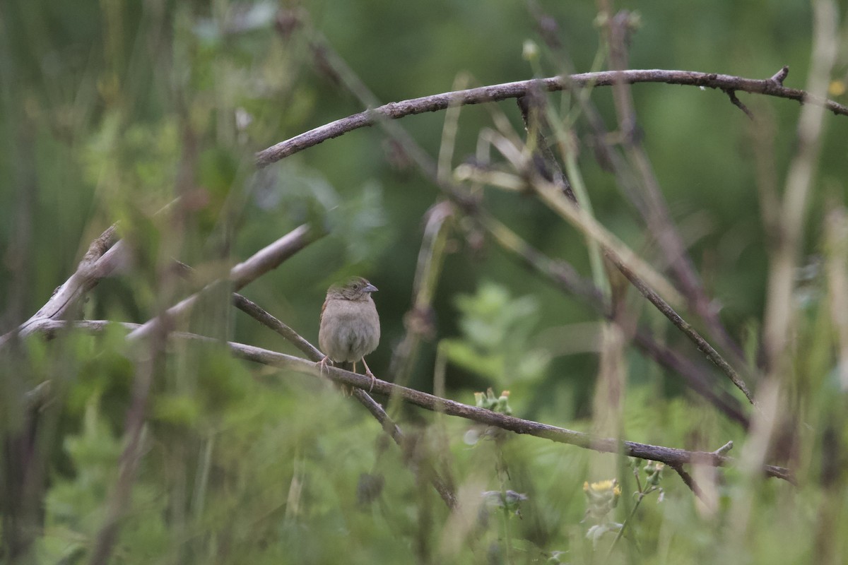 Botteri's Sparrow (Botteri's) - ML643903490