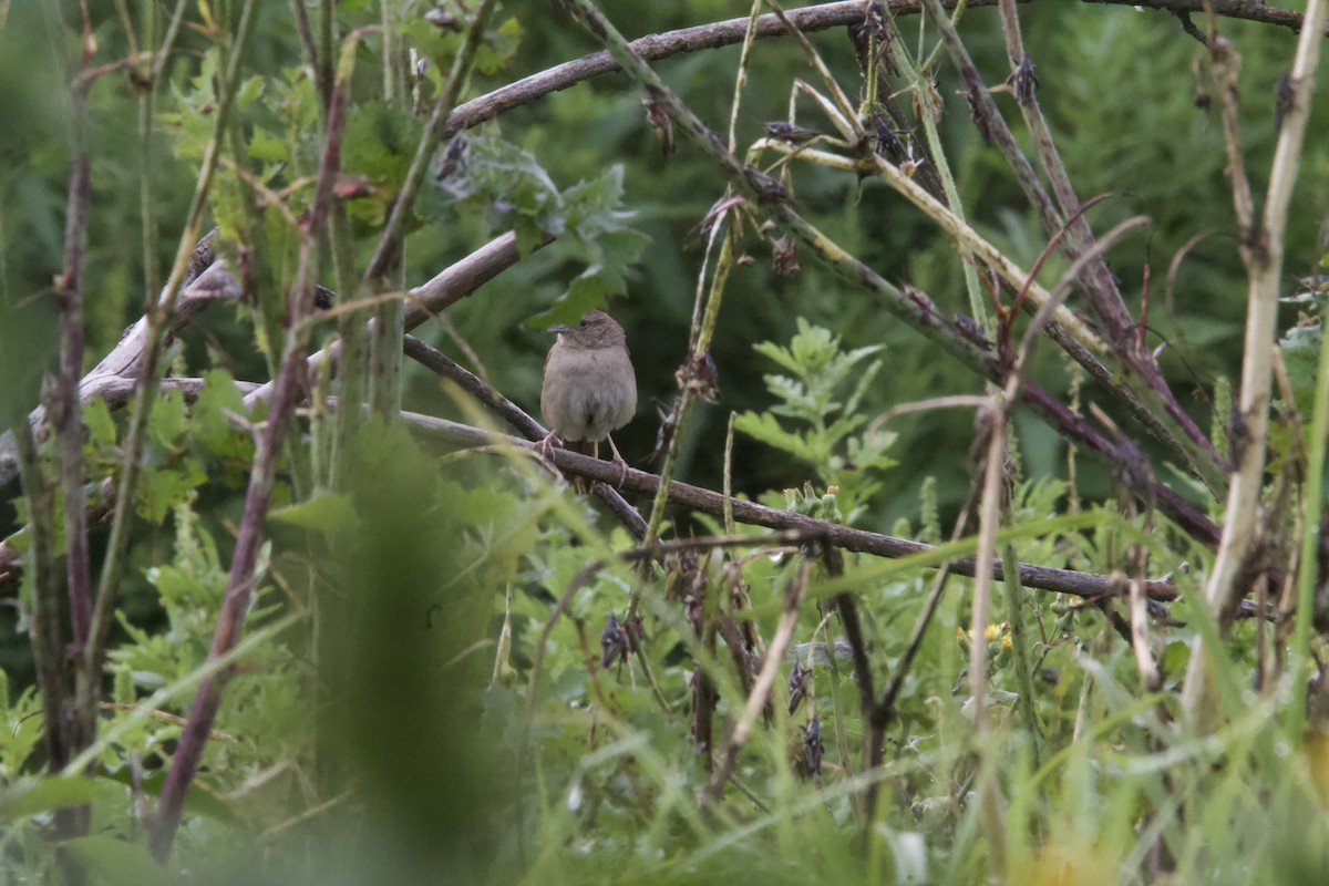 Botteri's Sparrow (Botteri's) - ML643903491