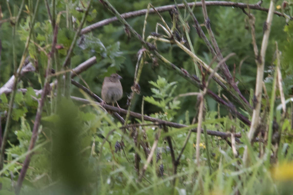 Botteri's Sparrow (Botteri's) - ML643903492