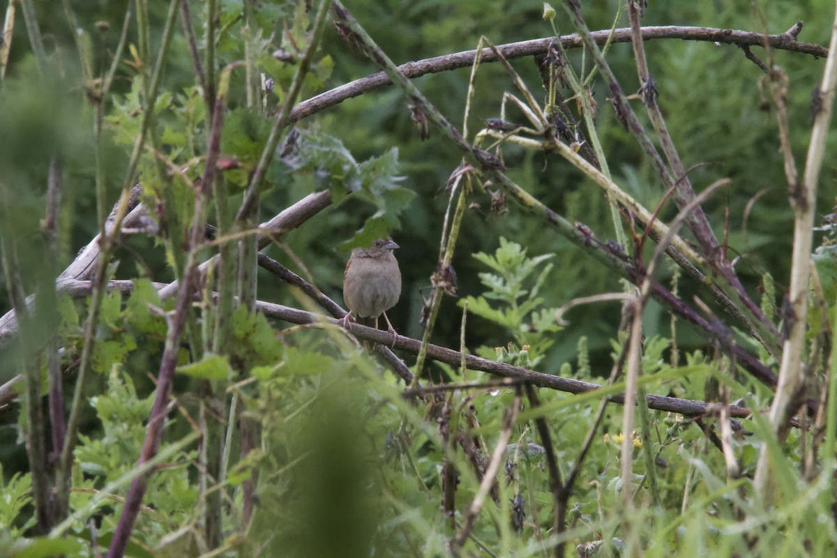Botteri's Sparrow (Botteri's) - ML643903493