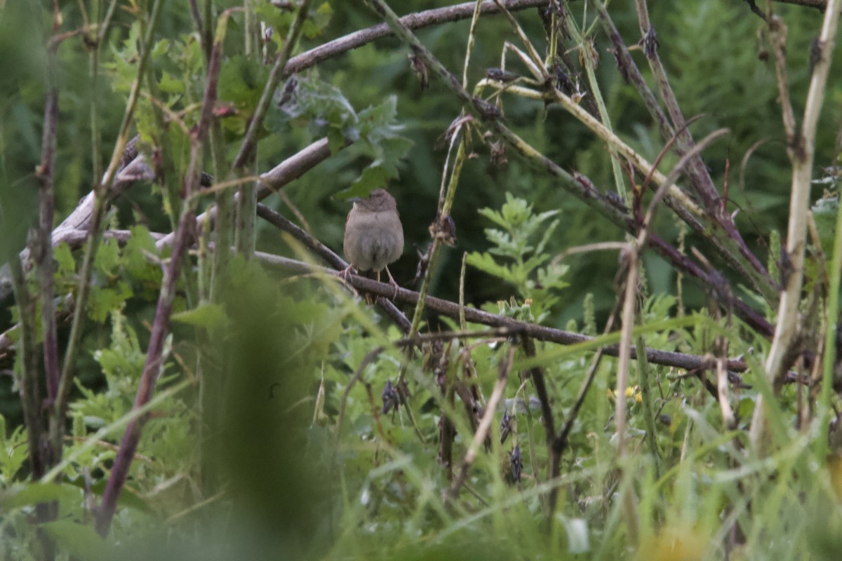 Botteri's Sparrow (Botteri's) - ML643903494