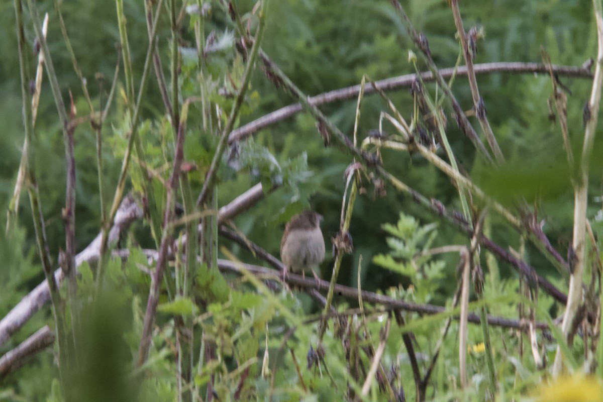 Botteri's Sparrow (Botteri's) - ML643903495