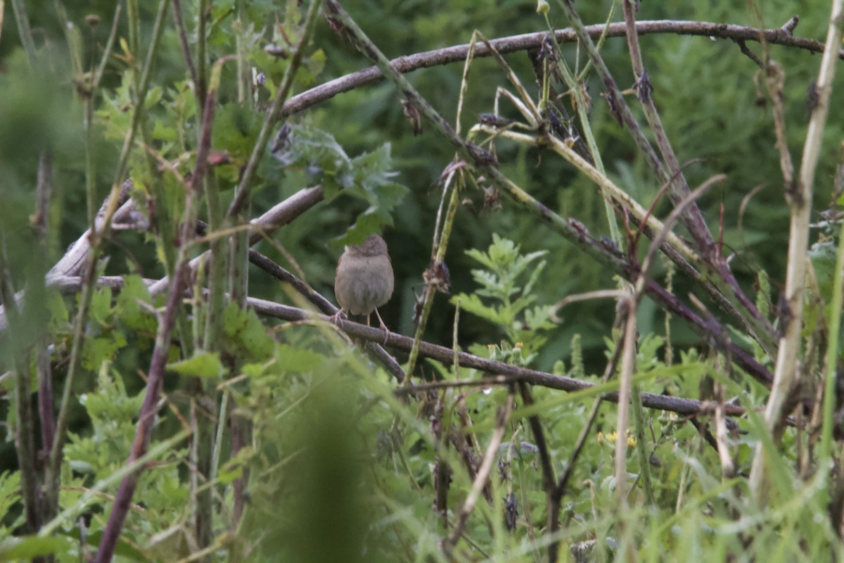 Botteri's Sparrow (Botteri's) - ML643903496