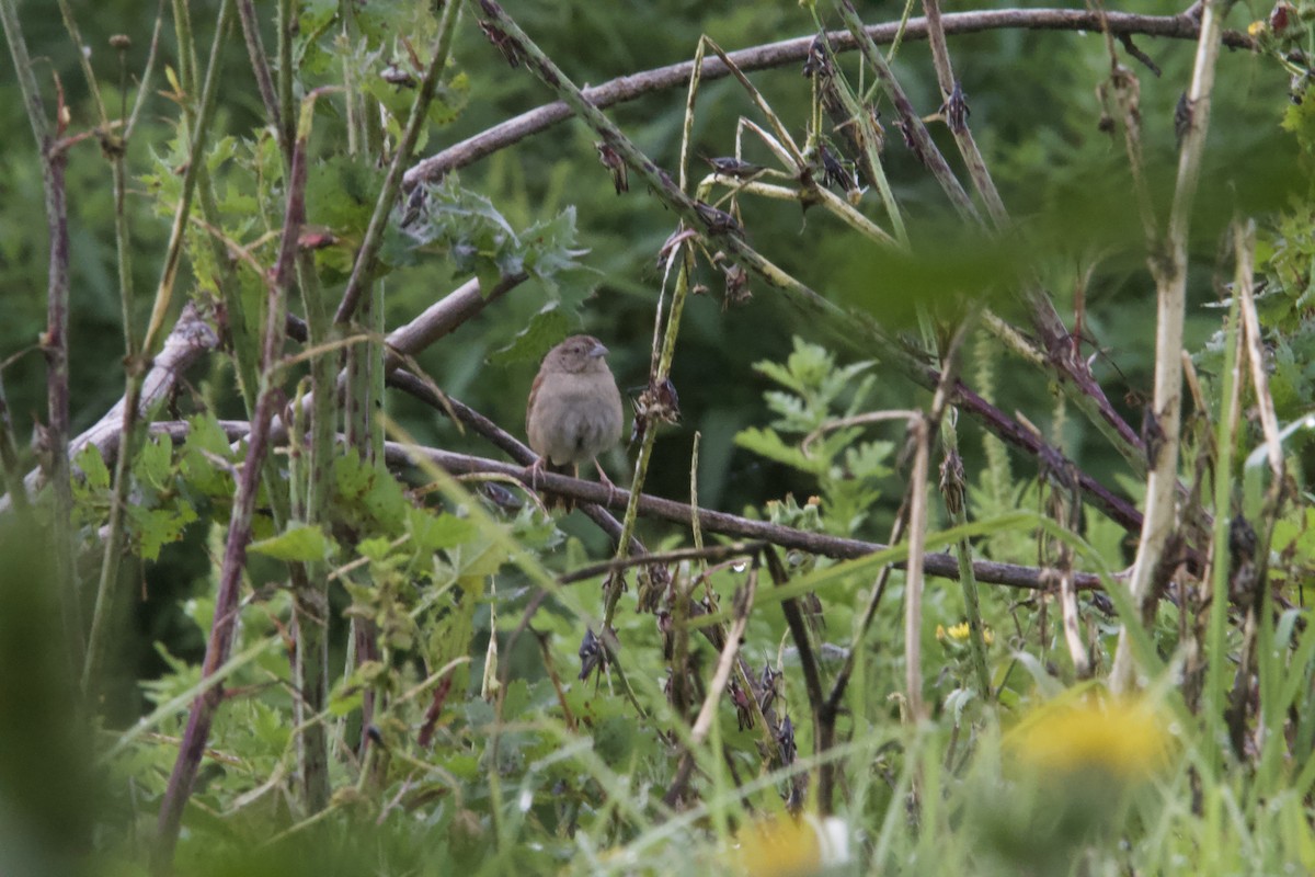 Botteri's Sparrow (Botteri's) - ML643903497