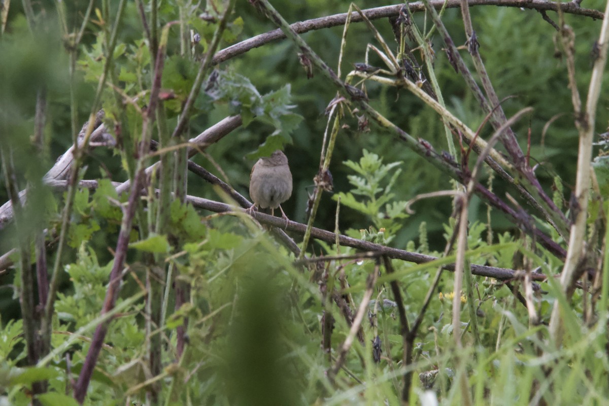 Botteri's Sparrow (Botteri's) - ML643903498