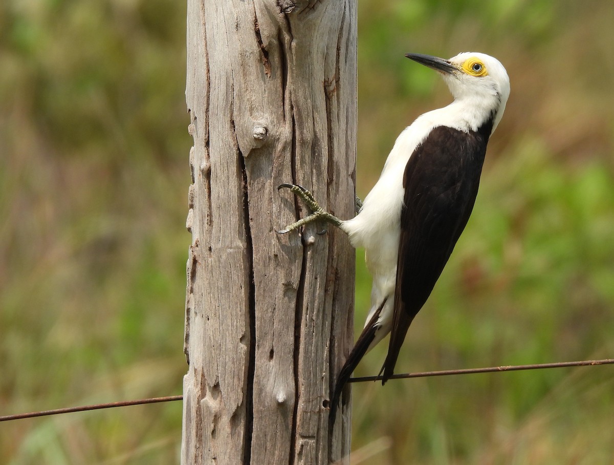 White Woodpecker - ML643903501