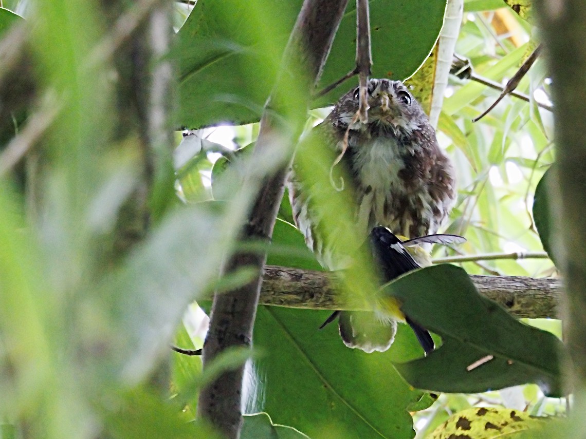 Ferruginous Pygmy-Owl - ML643903515