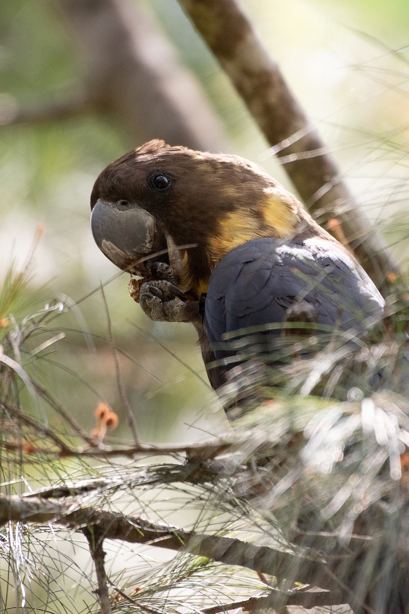 Glossy Black-Cockatoo - ML643903543