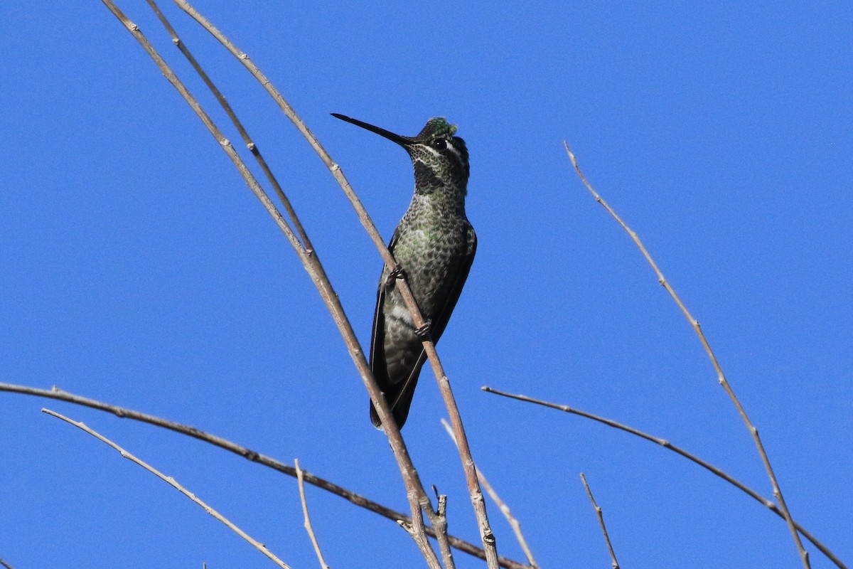 Колібрі-герцог північний - ML643903547