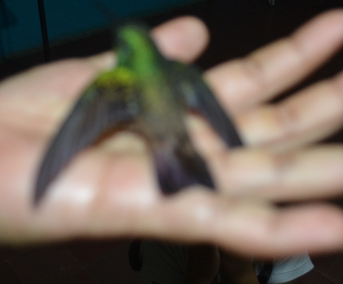 Green-bellied Hummingbird - ML643903571