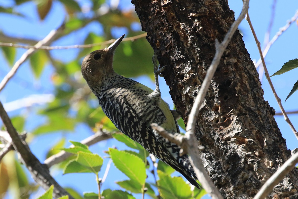Williamson's Sapsucker - ML643903577