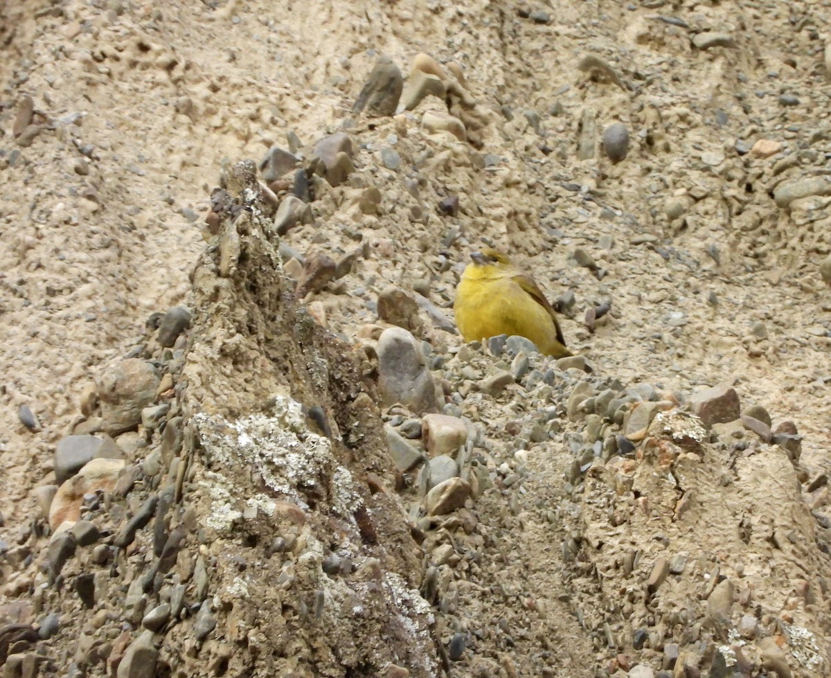 Greenish Yellow-Finch - ML643903578