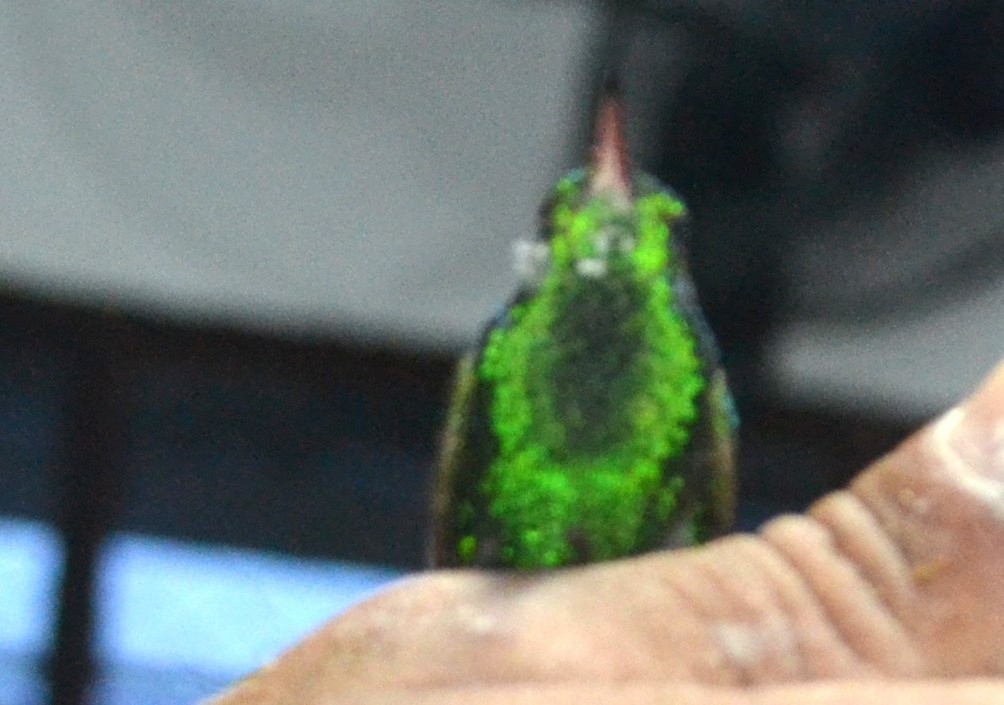 Green-bellied Hummingbird - ML643903580