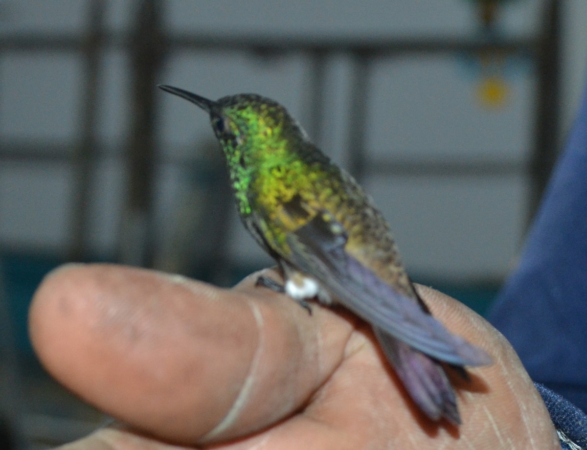 Green-bellied Hummingbird - ML643903588