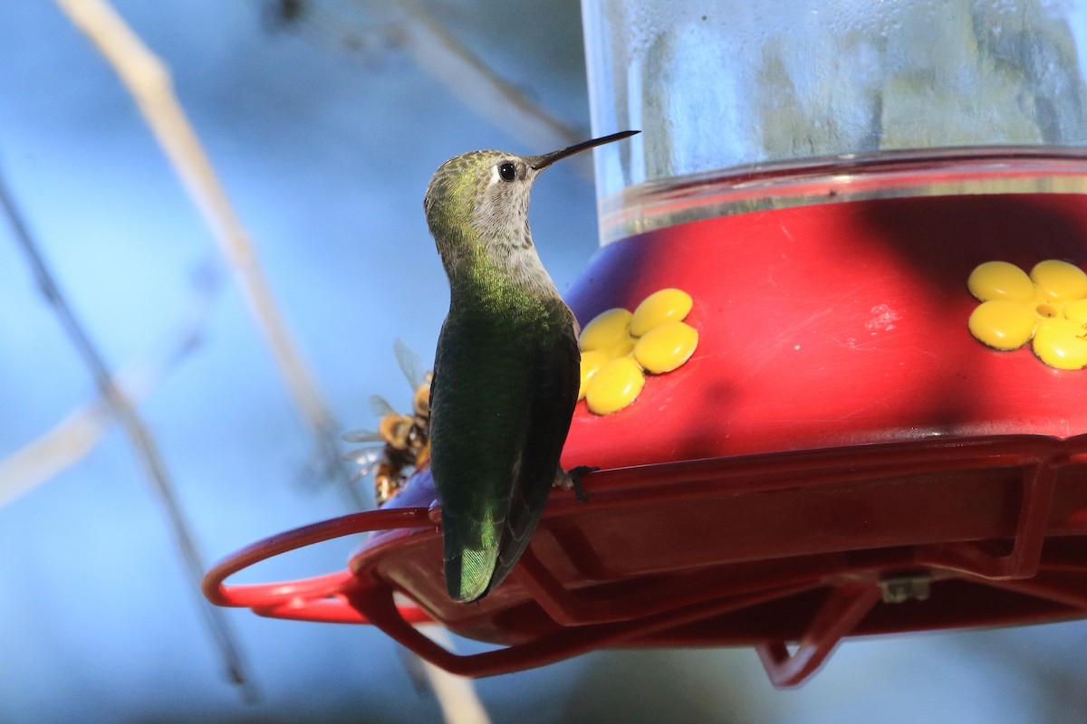 Каліпта рубіновоголова - ML643903596