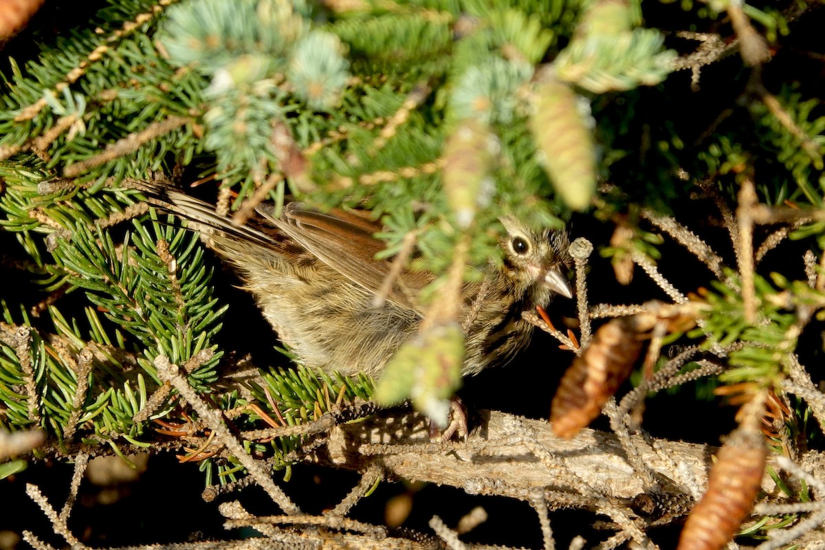 Lincoln's Sparrow - ML643903611