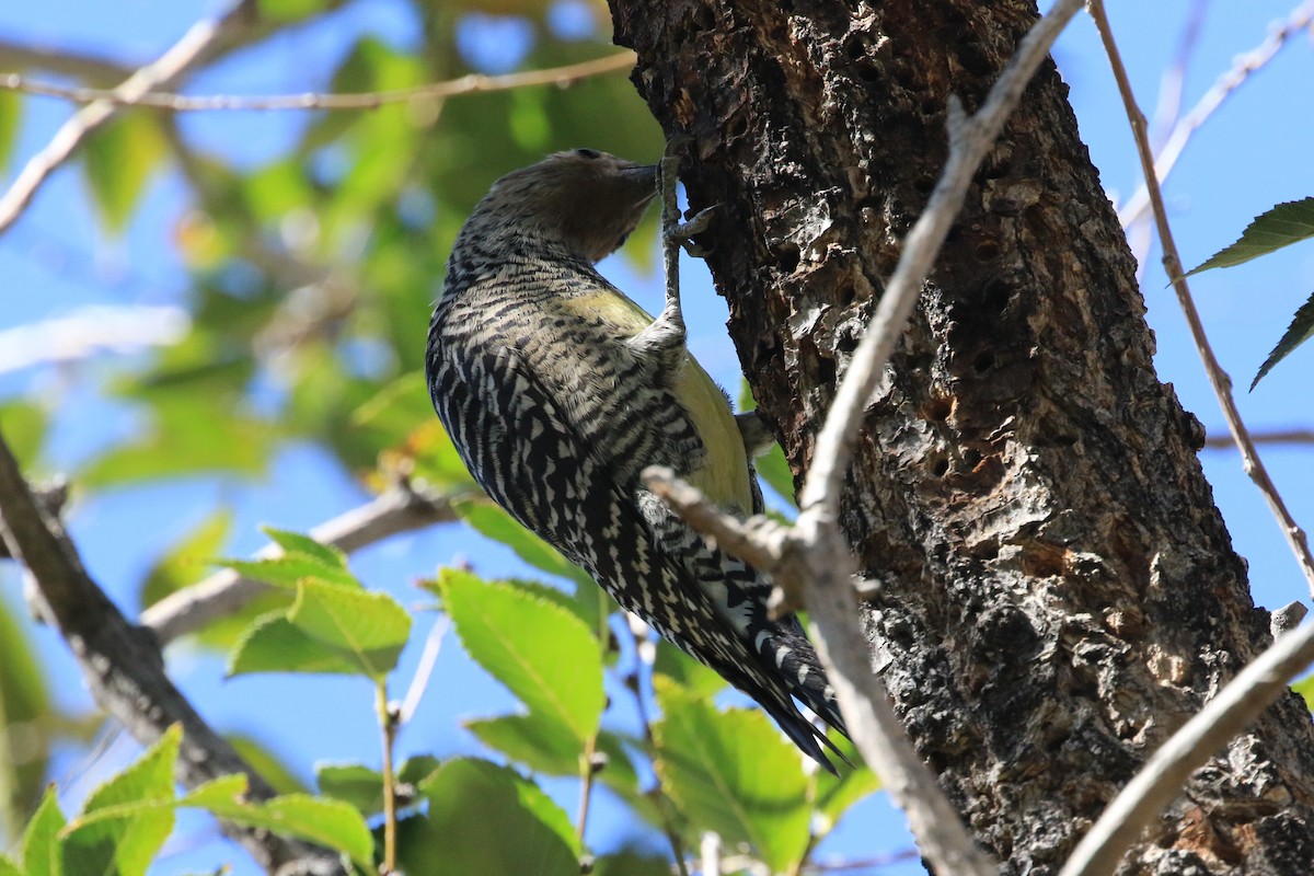 Williamson's Sapsucker - ML643903618