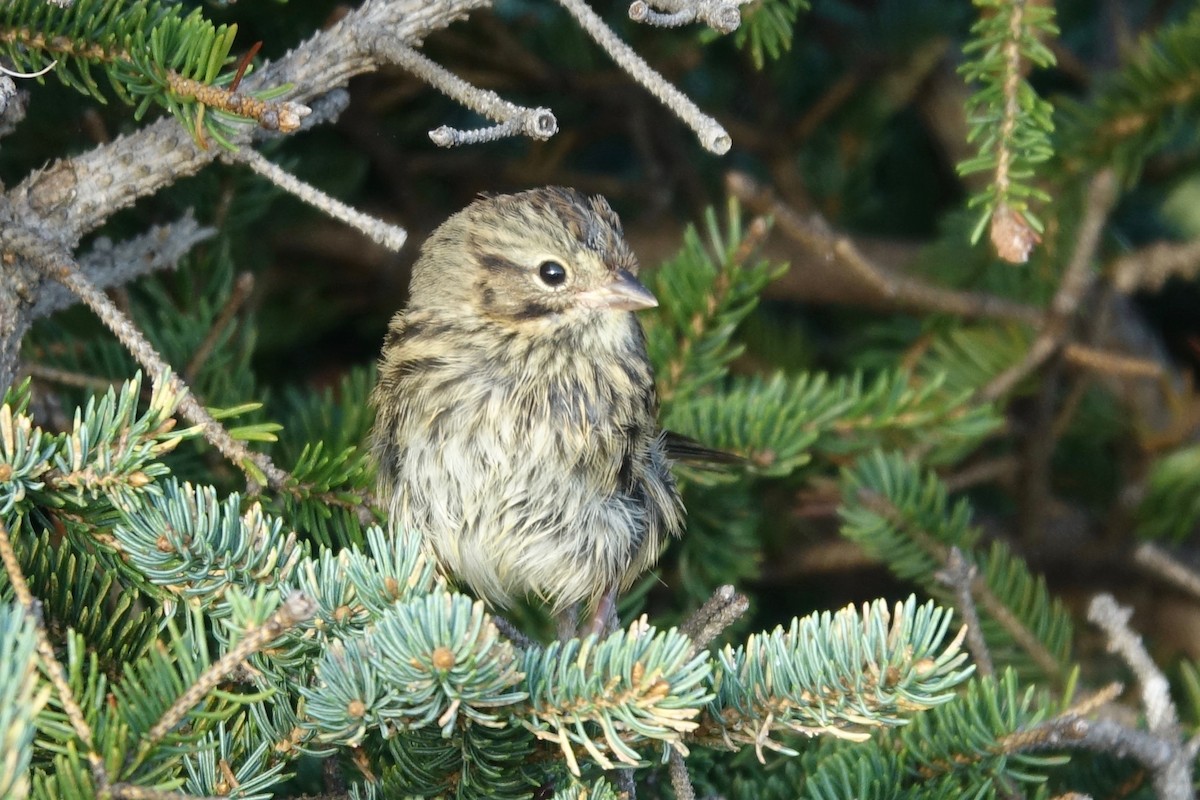Lincoln's Sparrow - ML643903621