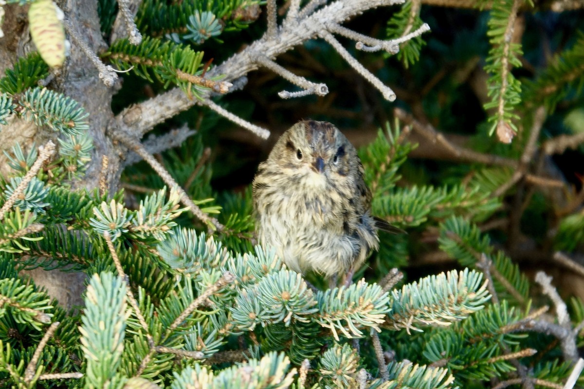 Lincoln's Sparrow - ML643903628