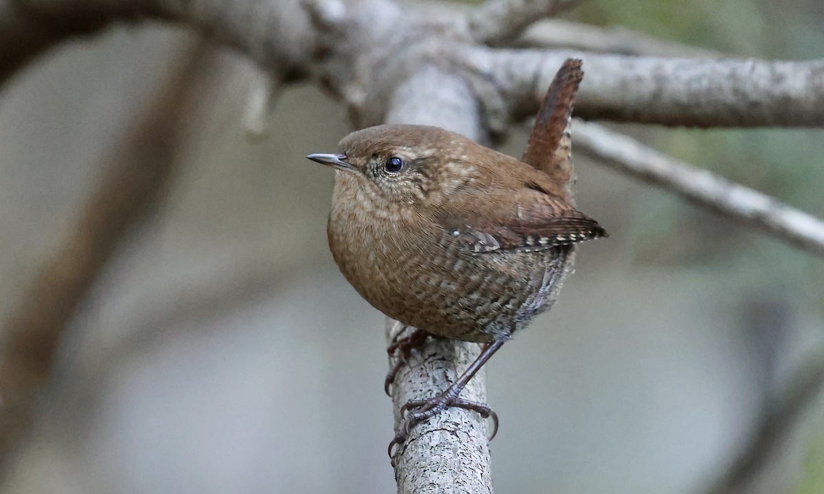 Winter Wren - ML643903629