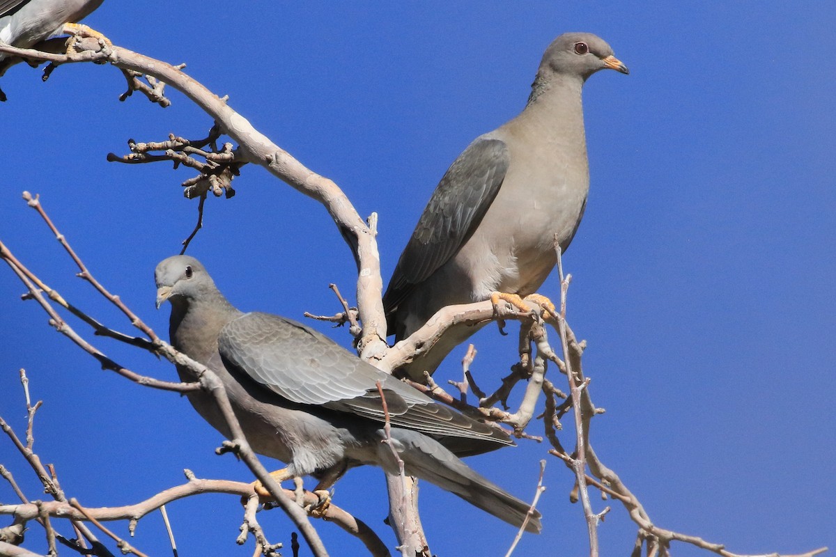 Голуб каліфорнійський - ML643903630