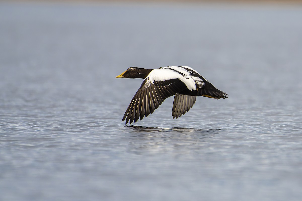 Пухівка зеленошия - ML643903652