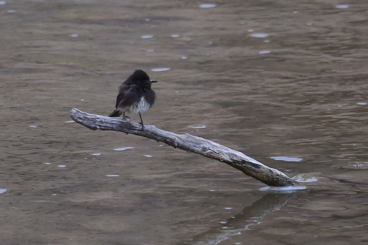 Black Phoebe - ML643903655