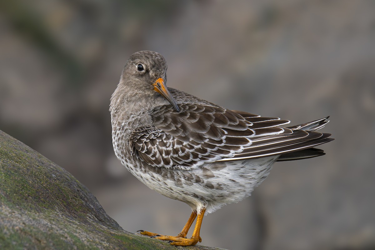 Побережник морський - ML643903661