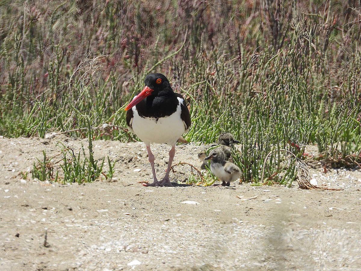 American Oystercatcher - ML643903684