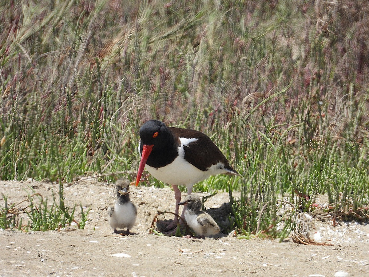 American Oystercatcher - ML643903692