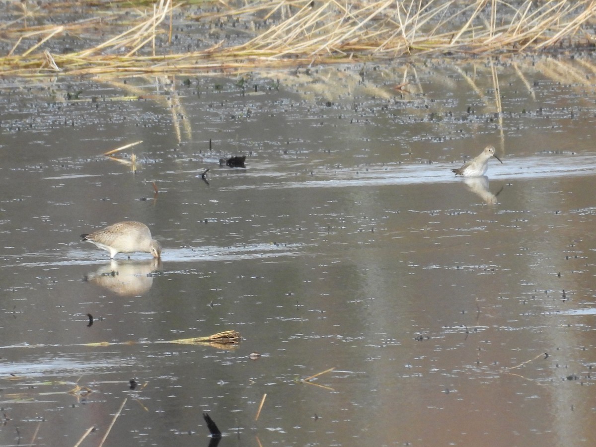 Dunlin - ML643903711